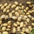 Fresh Holland Potato 2016 New Crop